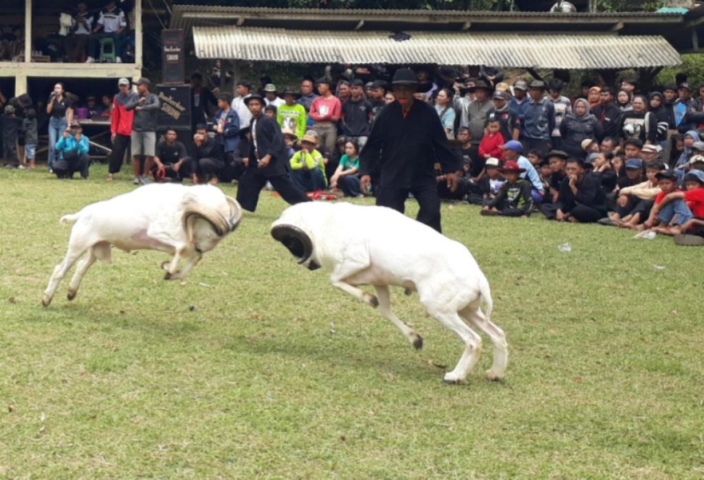 Seni Ketangkasan Domba Garut Jadi Ajang Silaturahmi, Melestarikan Budaya Hingga Tingkatan Ekonomi Lokal