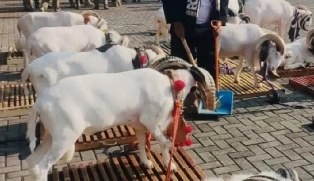 Domba Garut Borong Prestasi di Kontes Piala Presiden 2025, Harganya Tembus Rp 150 Juta